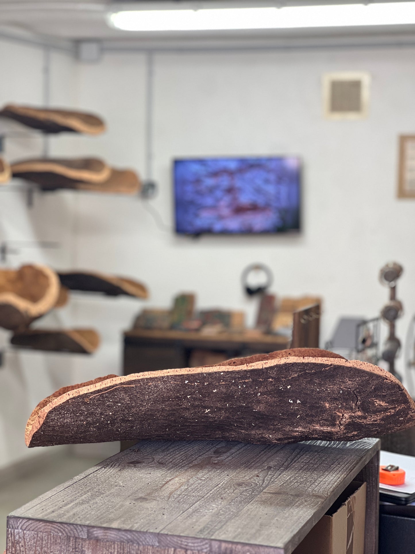  Fabriquées à la main en utilisant du liège prélevé localement dans les forêts corses, ces coupes sont taillées au couteau pour obtenir des formes et des textures uniques. Elles peuvent être utilisées comme des milieux de table pour contenir des fruits ou comme des corbeilles pour contenir d'autres objets.